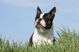BOSTON TERRIER 345